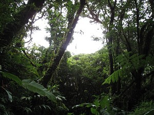 The Santa Elana Cloud Forest Reserve